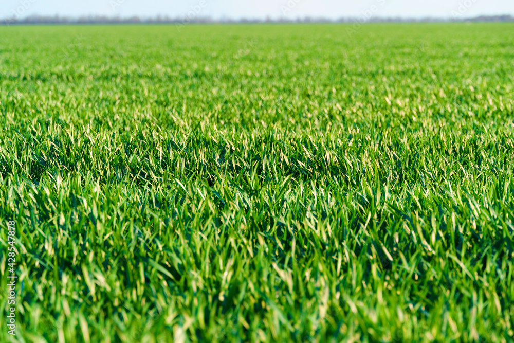 agricultural field with young sprouts and a blue sky with clouds - a beautiful spring landscape agricultural field with young sprouts and a blue sky with clouds - a beautiful spring landscape