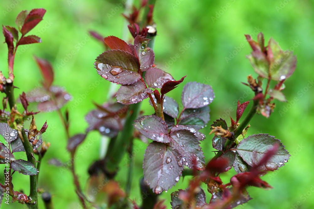 first spring rose leaves after rain on a blurry green background first spring rose leaves after rain on a blurry green background