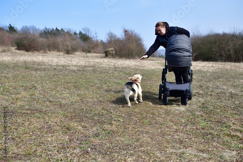 A woman in a black coat prams a child in a baby stroller on a large meadow with dog running beside