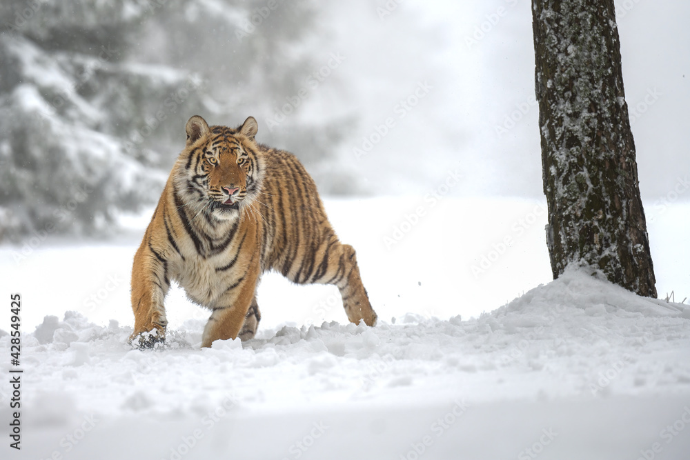 Obraz premium A tiger in the forest enjoys the fresh snow.