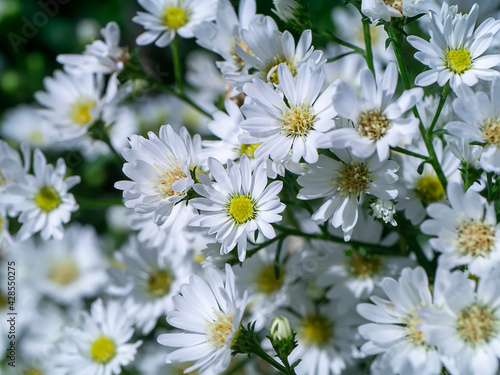 Close up Marguerite Daisy flower.