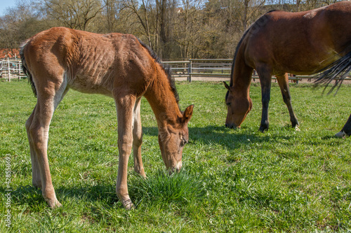 Chestnut colored foal of mustang horse in spring at meadow