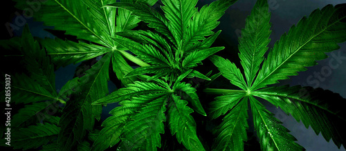 background of juicy green marijuana leaves, cannabis plant on dark.