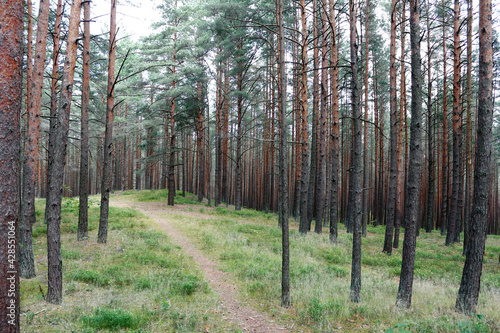 Fototapeta Naklejka Na Ścianę i Meble -  Baltic forest with straight pine trunks