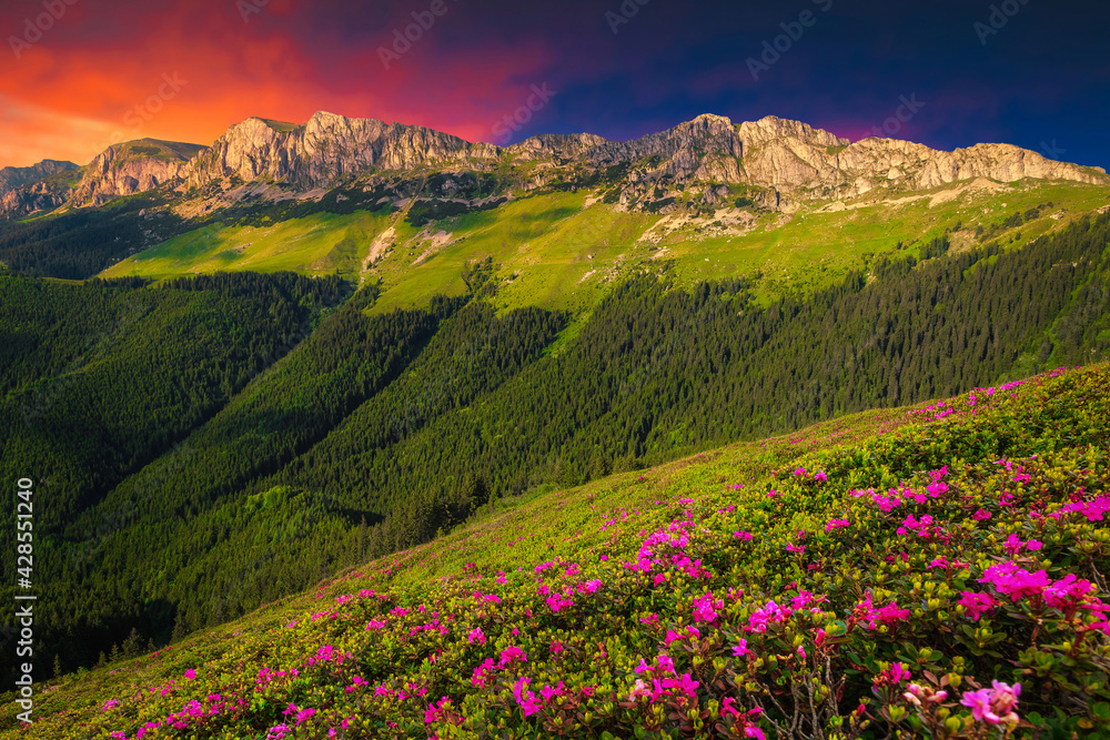 Pink rhododendron flowers in the mountains at sunset, Bucegi, Romania