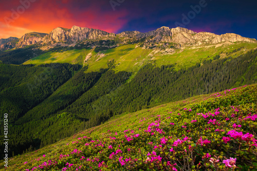 Pink rhododendron flowers in the mountains at sunset, Bucegi, Romania