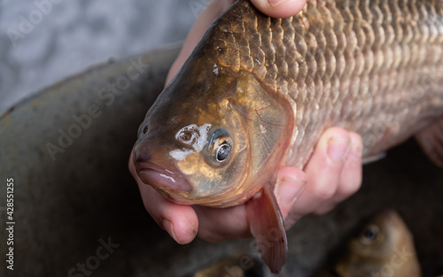 Fototapeta Naklejka Na Ścianę i Meble -  Live crucian carp in hands close-up, cooking fish.