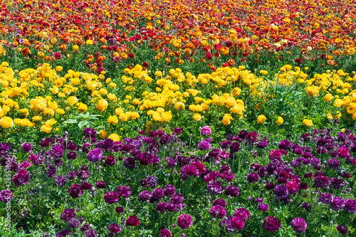 Rows of blooming garden buttercups of different colors in an agricultural field.