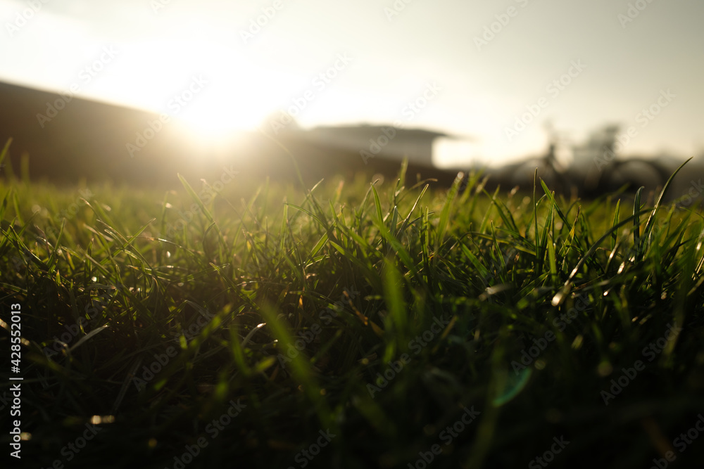 out of focus green grass in a park in warm back light