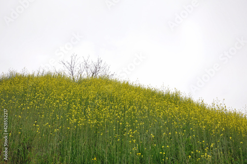 rapeflower field with a tree photo