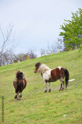 poneys in the field