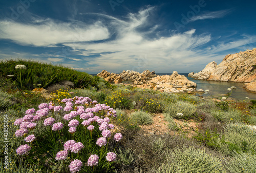 Primavera e fioriture in Sardegna photo