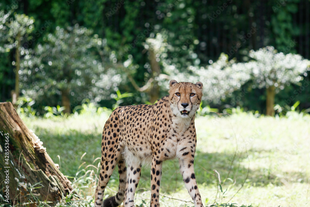 Fototapeta premium 草むらから出て来たチーター