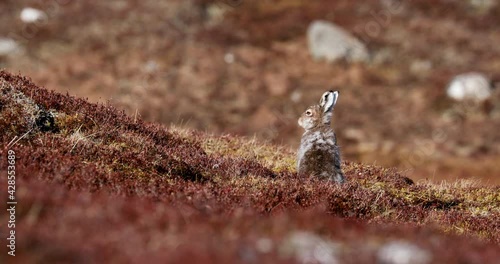 Mountain hare, Lepus timidus, mid distance displaying behaviour during early morning in brown colours amongst the golden heather in the cairngorms national park, Scotland.