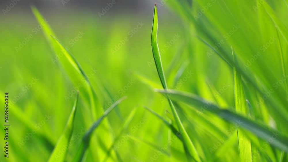 Green grass background. Fresh growth in spring. Swaying in wind. Tall green grass moves in the wind, 4K Green grass background. Fresh growth in spring. Swaying in wind. Tall green grass moves in the wind, 4K