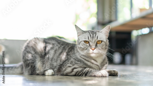 Gray striped cat sitting in the room. © supaleka
