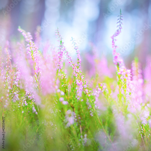 Forest floor of blooming pink heather flowers in evergreen forest, close-up. Environmental conservation theme. Finland photo