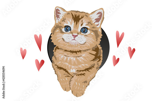 Cute kitten and hearts on white background. vector illustration for design, t shirt, a poster, bag, postcard.