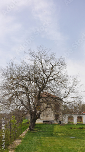 trees over old building