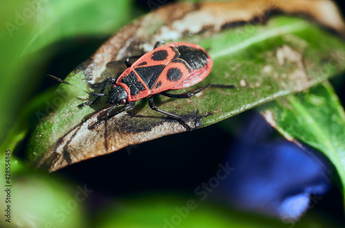 Red soldier bug. Macro photo.