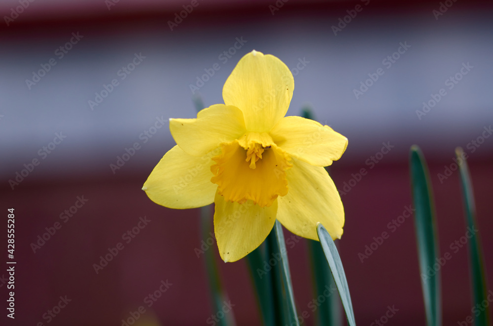 Fototapeta premium Fresh yellow blooming daffodil in April