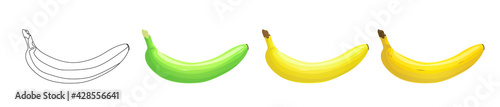 Banana set, green and yellow fresh tropical fruit isolated on white background. Vector cartoon raw and ripe bananas, various gradations, stages of ripening. Outline icon of fruit