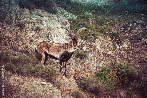 Male wild horned goat of the species Capra pyrenaica hispanica also called Spanish horned goat also called mountain goat