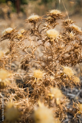 summer dried thistle flowers