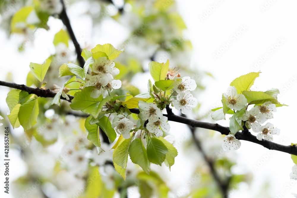 Obraz premium White cherry blossom