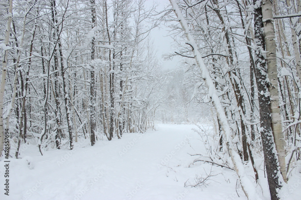 여행, 비에이, 일본, japan, Hokkaido, 눈, 쌓이다, 홋카이도, Hokkaido, winter, snow 여행, 비에이, 일본, japan, Hokkaido, 눈, 쌓이다, 홋카이도, Hokkaido, winter, snow