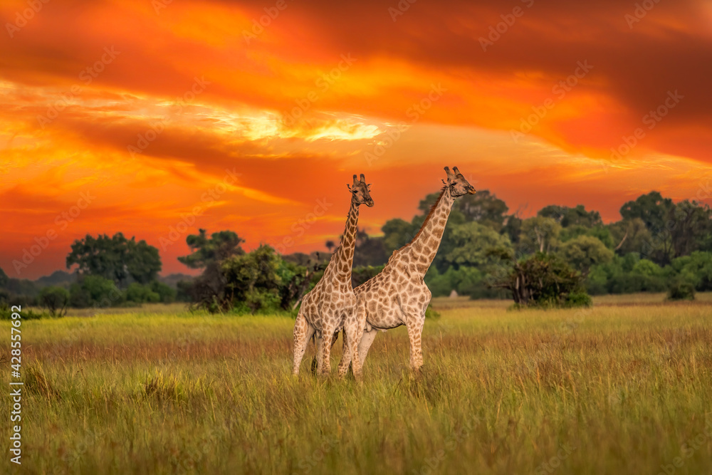 Fototapeta premium This adult rothschild giraffe (Giraffa camelopardalis rothschildi) is seen walking through open grassland.