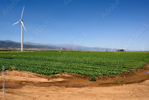 field planted with vegetables with windmills for wind energy