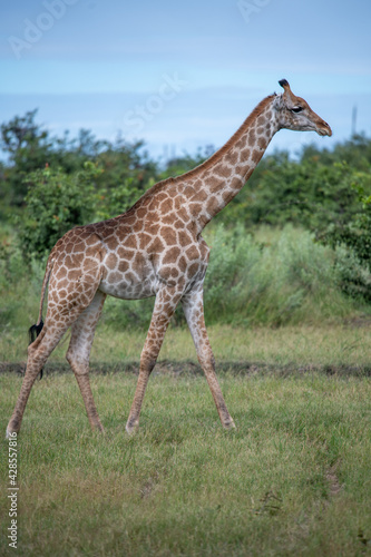 This adult rothschild giraffe (Giraffa camelopardalis rothschildi) is seen walking through open grassland.