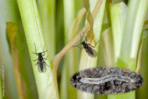 Larva and adult of Dark-winged fungus gnat, Sciaridae on the soil. These are common pests that damage plant roots, are common pests of ornamental potted plants in homes photo