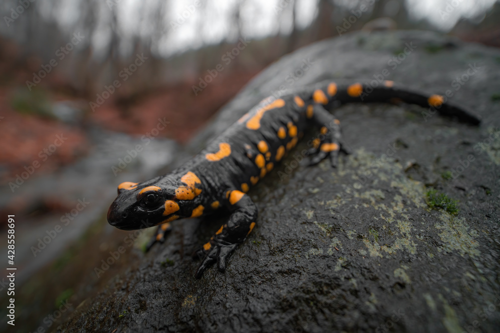Close-up full body macro shot of Fire salamander (Salamandra salamandra) sitting on wet gray stone. Autumn forest in the background. Shallow depth of field