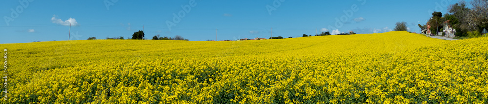 campi di colza gialli