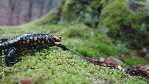 Fire salamander (Salamandra salamandra) entering the frame, walking on wet mossy ground and autumn leaves