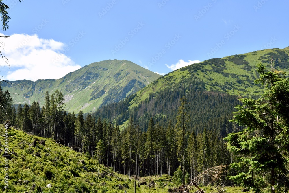 Wolowiec, Tatry Zachodnie, TPN, góry, Tatrzański Park Narodowy