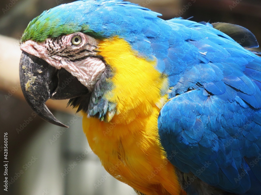 Obraz premium ルリコンゴウインコ