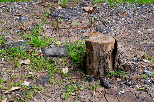 stump tree on the ground