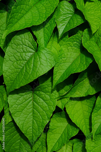 green leaf of Mexican Creeper ( Antigonon leptopus )