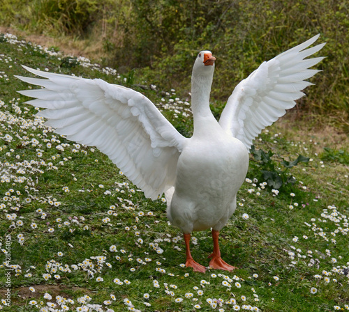 Valokuva white goose flapping her wings