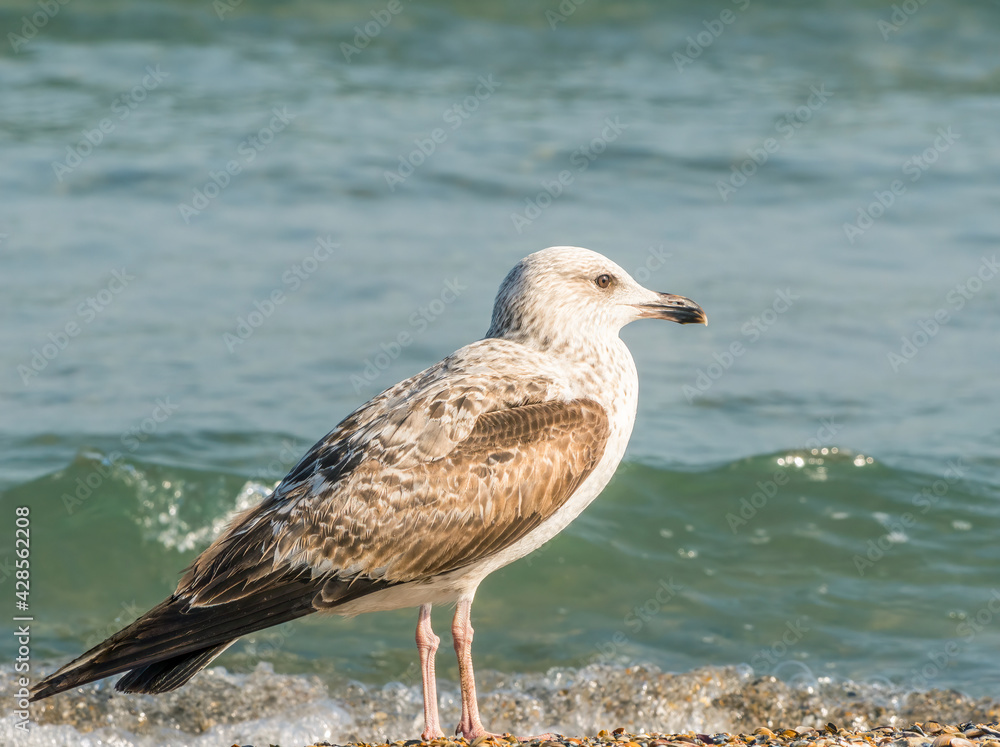 Close up with a seagull. Portrait of a seagull bird with blue sea water in the background Close up with a seagull. Portrait of a seagull bird with blue sea water in the background