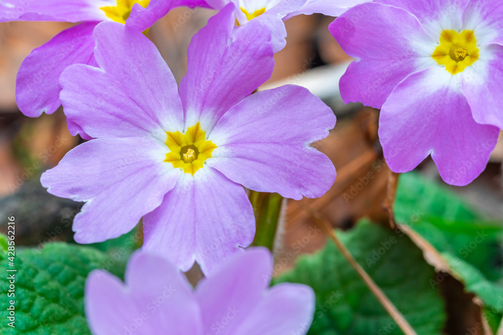 Wild growning violet plant flower, Viola odorata, Sweet Violet