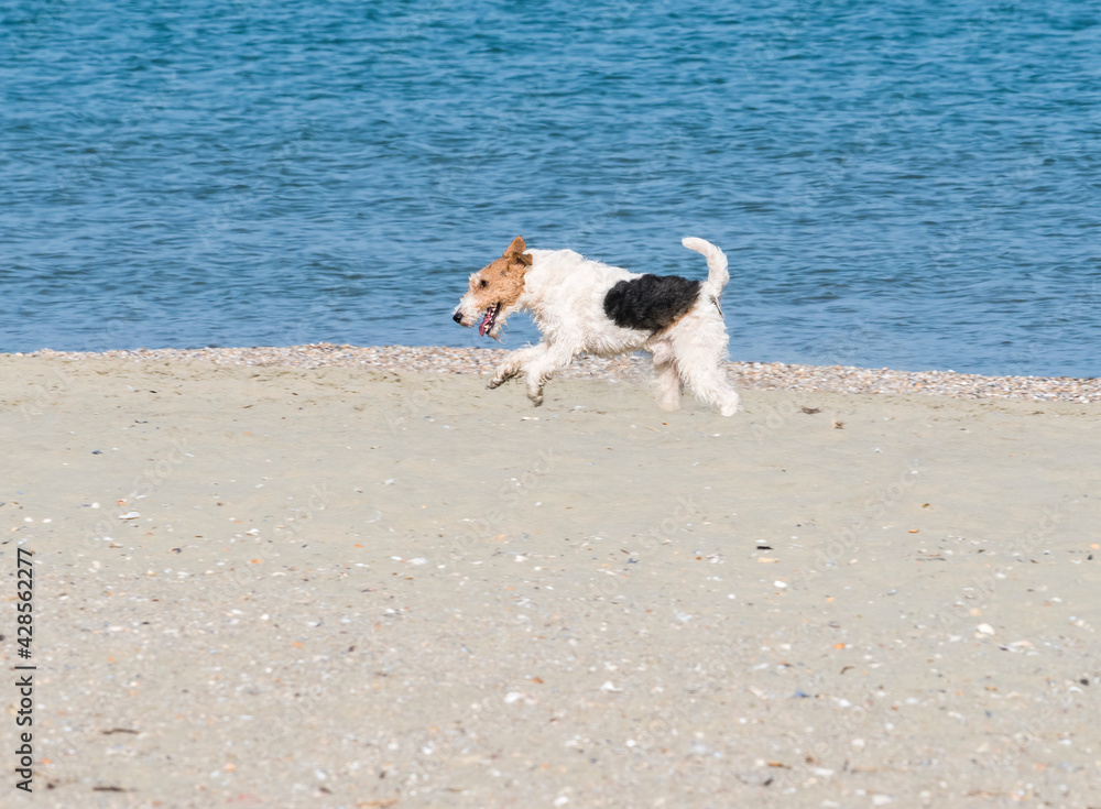 A happy Fox Terrier dog running and playing on the beach