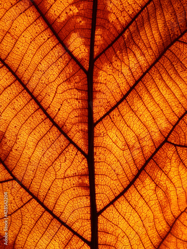 close up autumn teak leaf texture