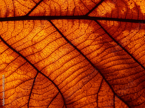 dry brown leaf texture  autumn background