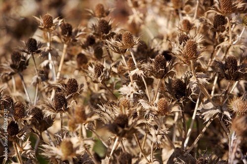 Field eryngo Watling street thistle