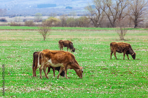 Grazing cows on pasture in nature, agriculture