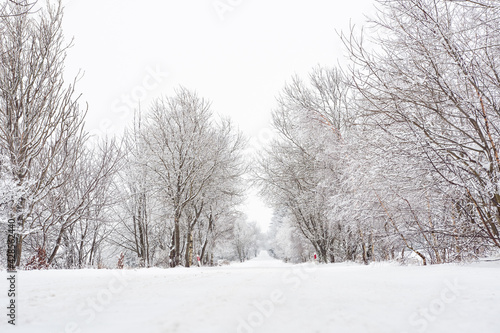 Wallpaper Mural Winter landscape with snow-covered trees on the mountain road. Sudetes covered with white snow. Torontodigital.ca